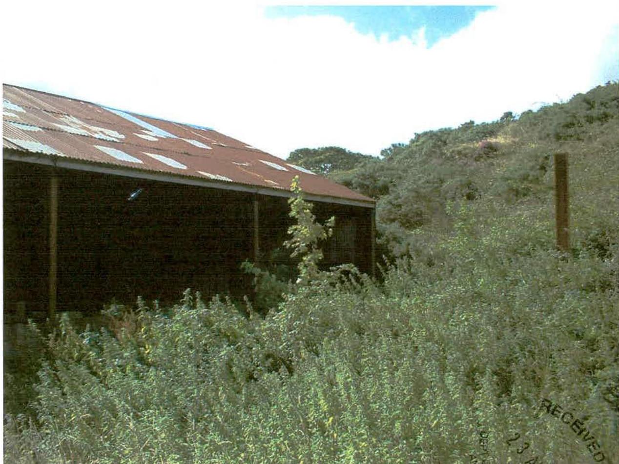A photograph showing an existing agricultural shed with a rusty corrugated roof, surrounded by overgrown vegetation on a sloping site.