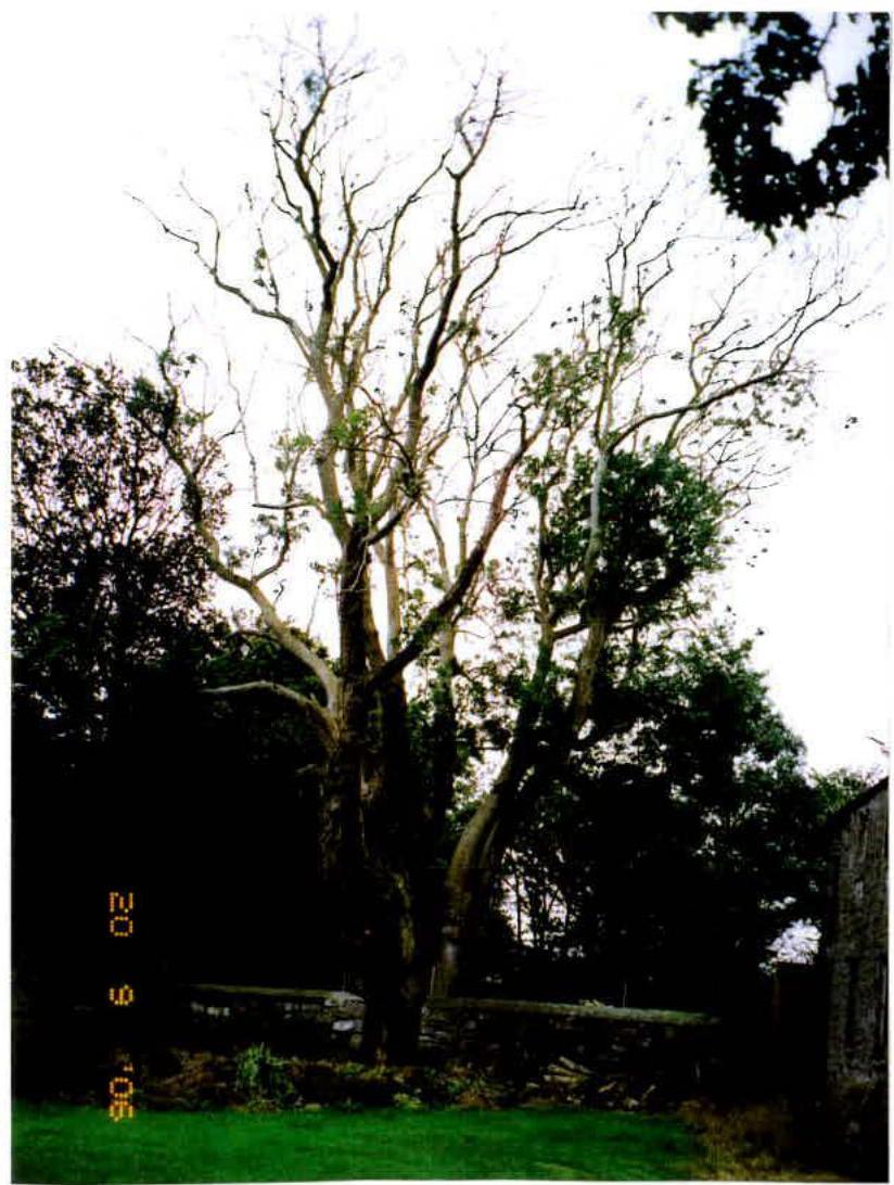 A photograph showing a large tree with bare branches, a stone boundary wall, and a portion of a stone building on the right side.