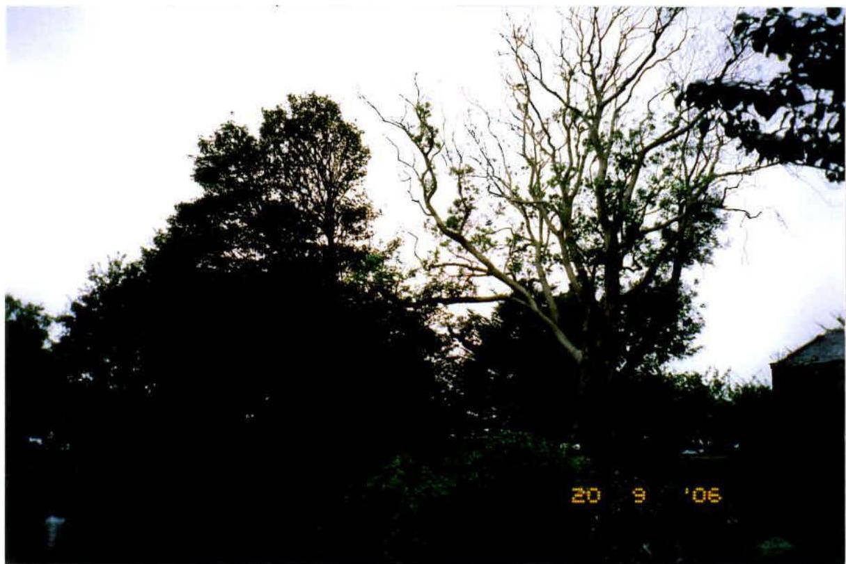 A dark, silhouetted photograph showing large trees against a bright sky, with a partial view of a building roof on the right edge and a date stamp of September 2006.