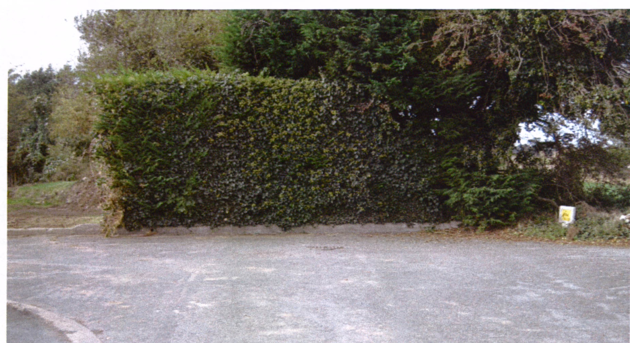 A photograph showing a paved road or driveway in the foreground with a tall, dense hedge and trees forming a boundary in the background.