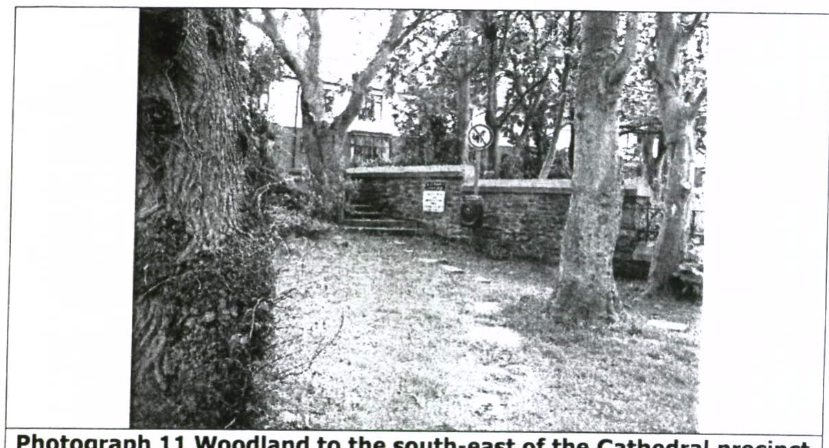 A black and white photograph showing a wooded area with large trees in the foreground and a stone wall with steps in the background.