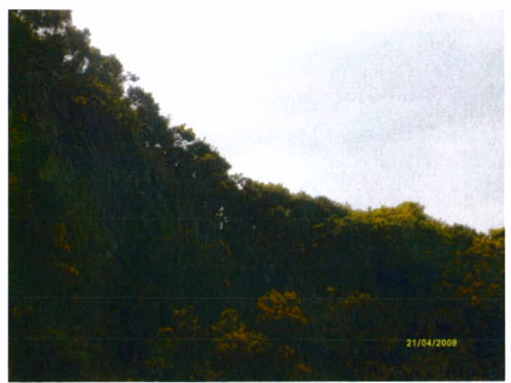 A grainy photograph showing a dense line of trees and foliage on a slope against a bright sky, with a date stamp in the corner.