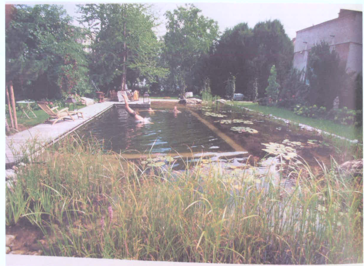 A photograph showing a natural swimming pond or leisure pool with lily pads and reeds in the foreground. People are swimming in the water next to a wooden deck with sun loungers.