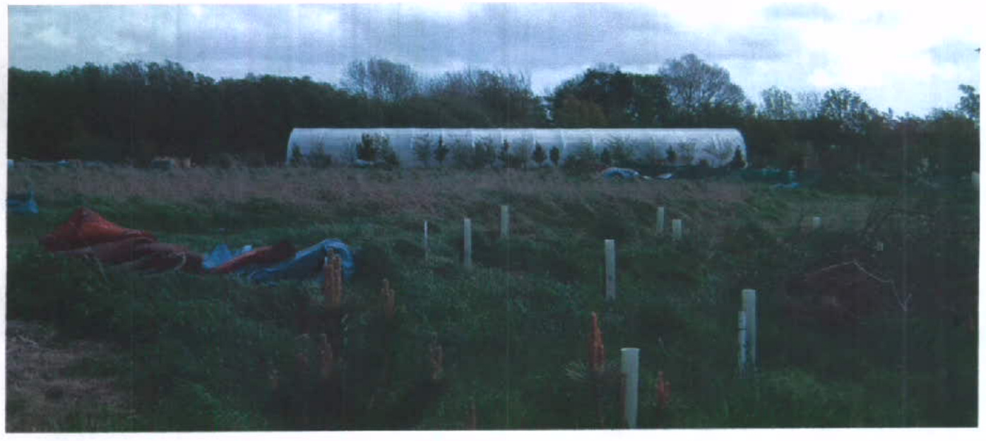 A photograph of a rural field featuring a long white polytunnel in the background and young saplings protected by white tubes in the foreground.