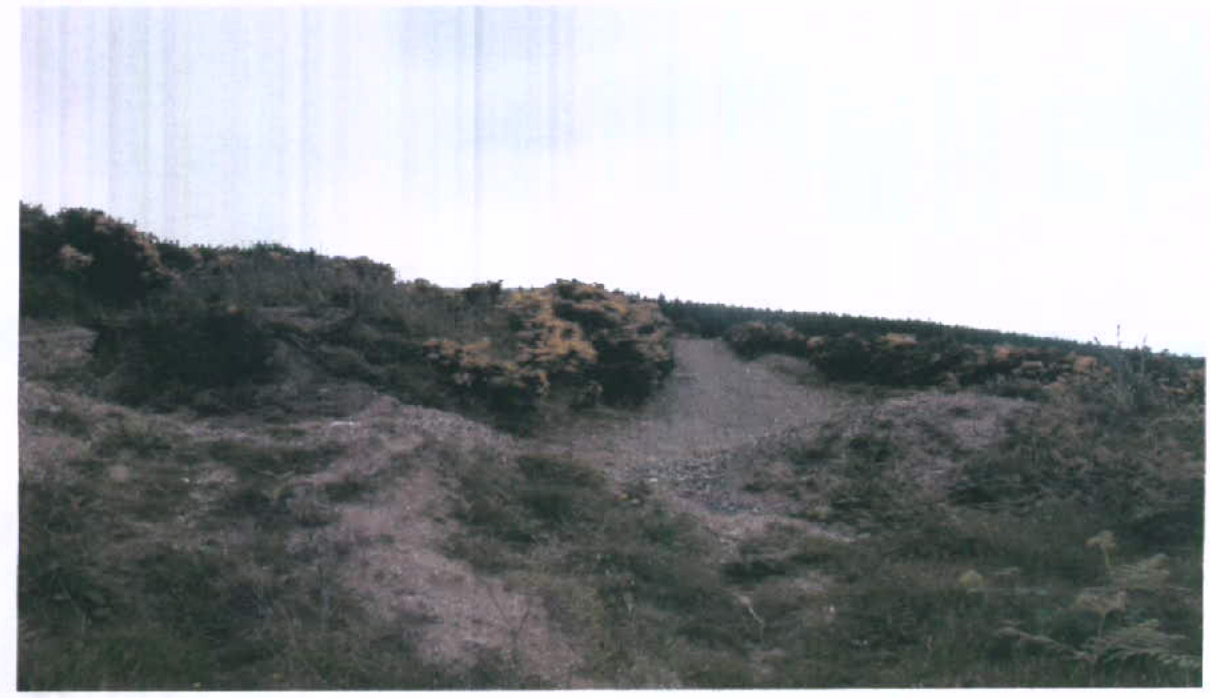 A photograph showing a grassy hillside with gorse bushes and a dirt track leading up the slope.