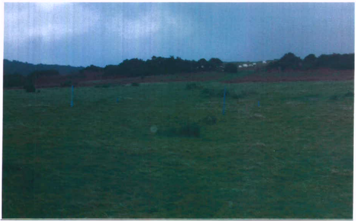 A grainy photograph showing a grassy field with blue marker posts in the foreground and a line of trees in the background.