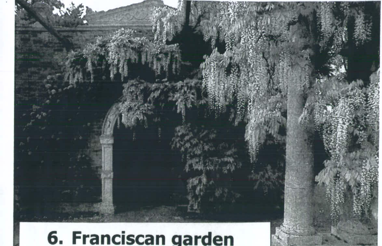 A black and white photograph showing a stone archway and pillar covered in hanging wisteria, captioned '6. Franciscan garden'.