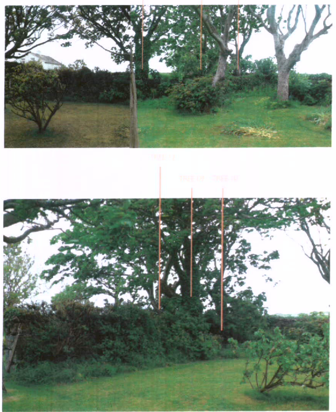 Two stacked photographs showing a grassy area with mature trees and a hedge, marked with faint orange lines indicating tree positions or heights.