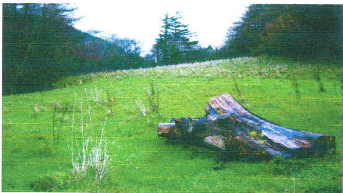 photograph from page 1