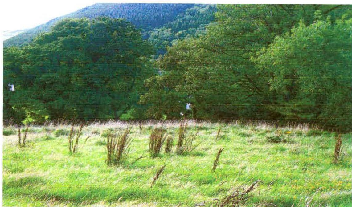 photograph from page 1