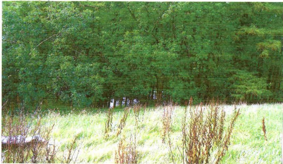 photograph from page 2