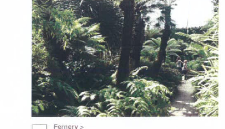 A photograph showing a garden path winding through a dense fernery with lush green foliage and trees.