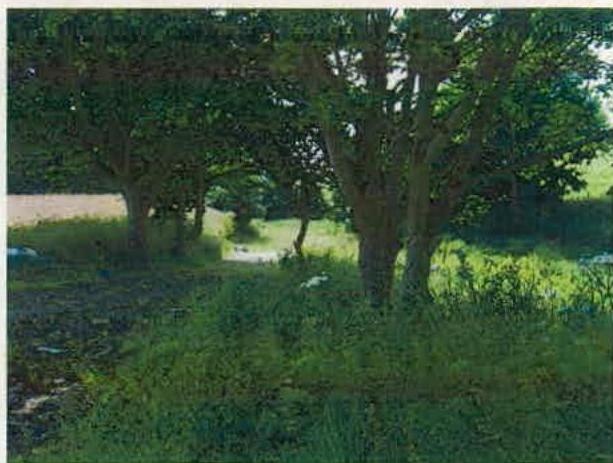 A low-resolution photograph showing a grassy area with several mature trees and a path in the background, likely depicting the site or its immediate surroundings.