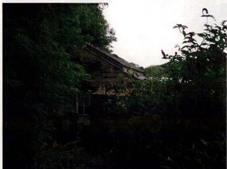 A photograph showing an old stone building, likely the laundry or industrial structure mentioned, heavily surrounded by overgrown trees and vegetation.