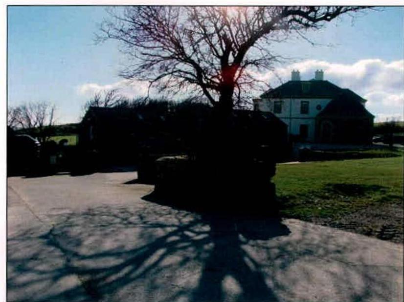 A backlit photograph showing a large white detached house in the distance with a large tree and paved driveway in the foreground.
