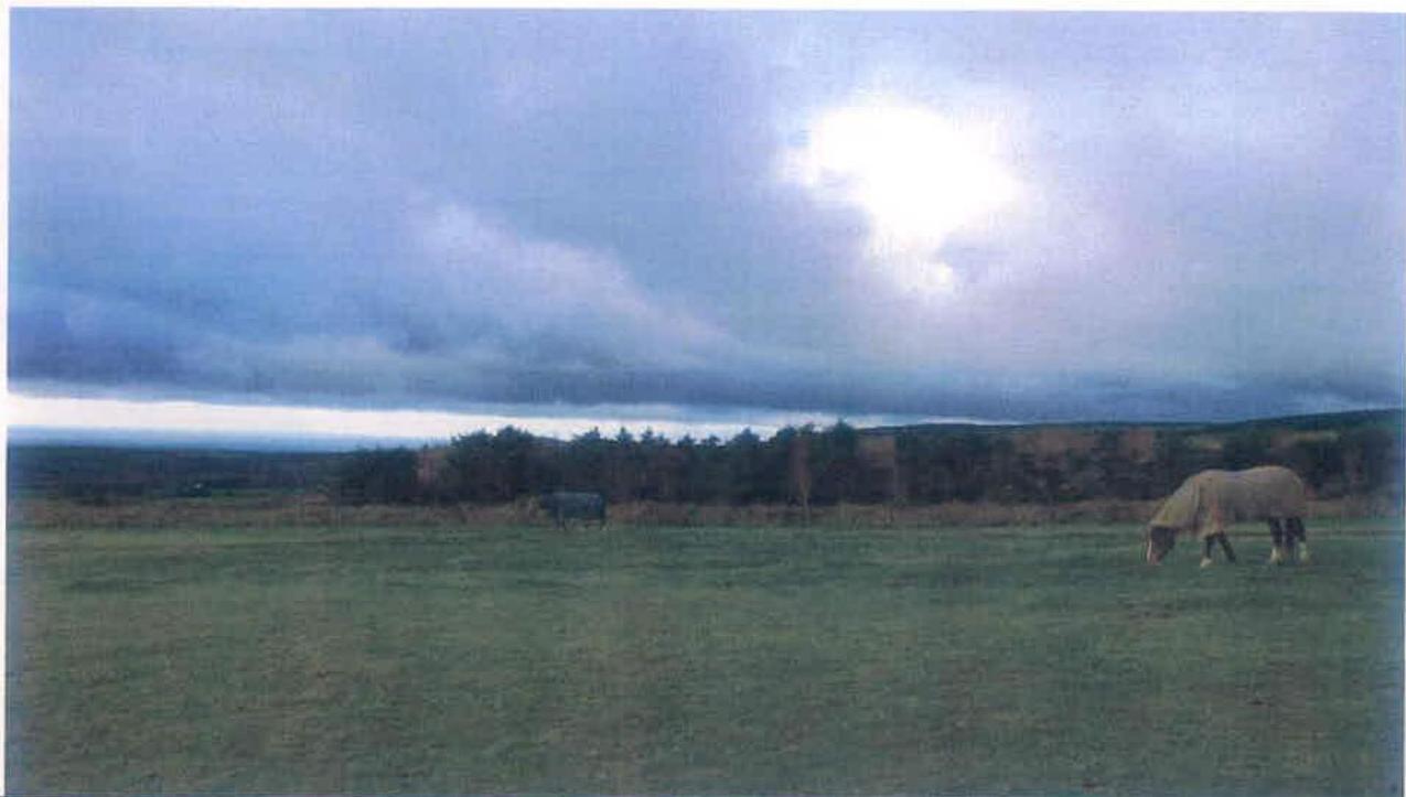 A photograph of a rural landscape featuring a grassy field with a horse grazing in the foreground and a line of trees in the background under a cloudy sky.