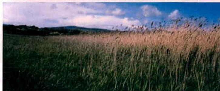 A landscape photograph showing a field of tall grass or reeds with hills in the background under a blue sky.