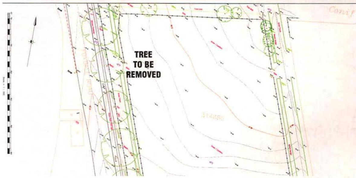 A technical site plan displaying topographical contours, tree symbols, and a prominent text annotation marking a tree for removal.