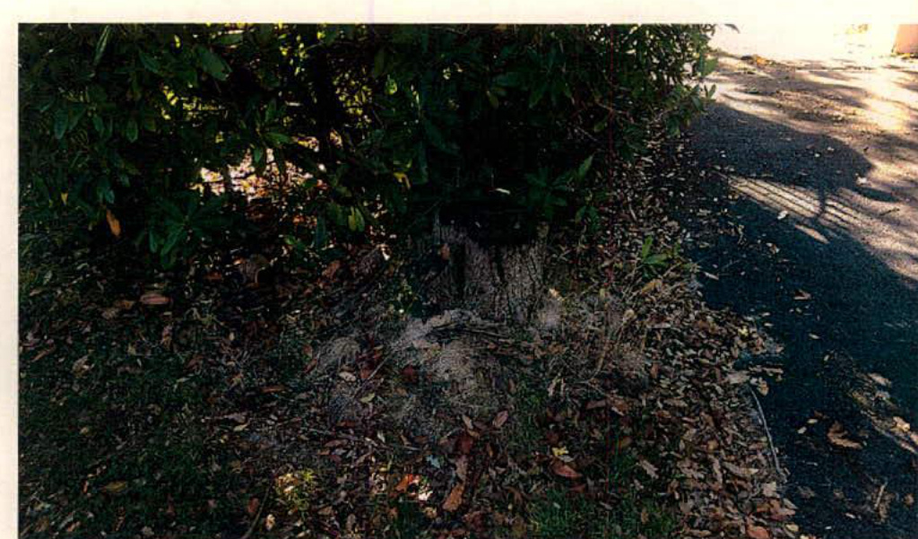 A close-up photograph showing the base of a large bush or tree stump next to a paved road or driveway edge. The ground is covered in fallen leaves and vegetation.
