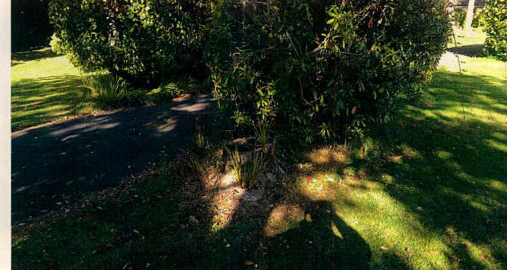 A photograph showing a paved driveway or path winding through a grassy area with large bushes and trees, likely illustrating the existing site conditions for the proposed access.