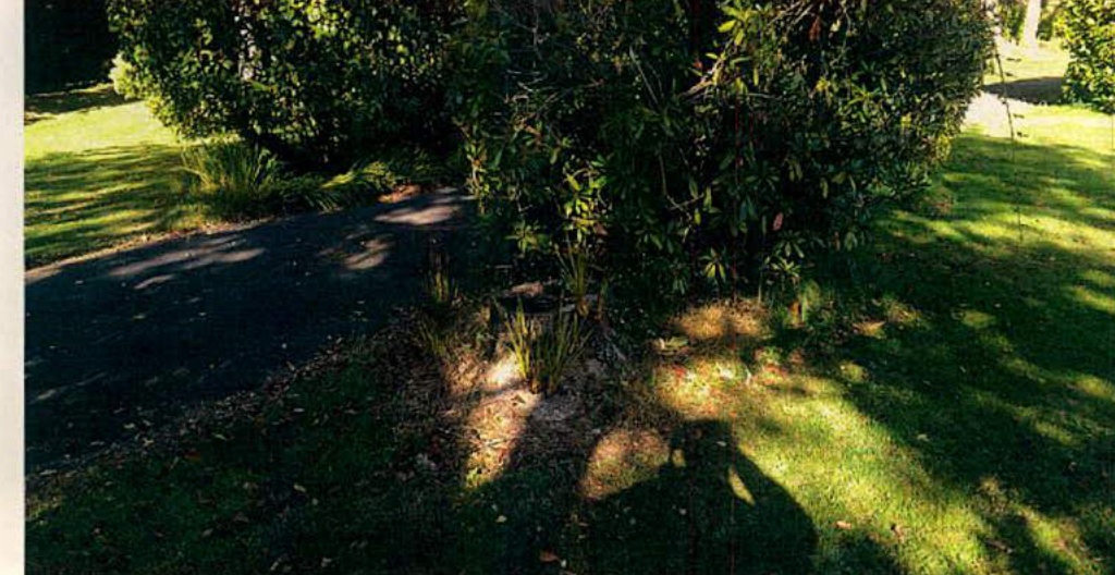 A photograph showing a paved driveway or path winding through a grassy area with large bushes and trees.