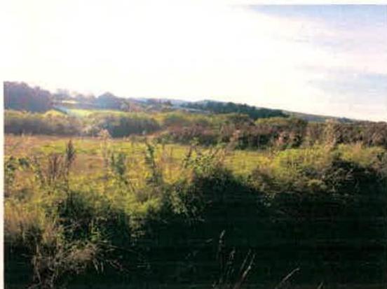 A photograph showing a grassy field with vegetation and trees in the background, likely depicting the rural site location.