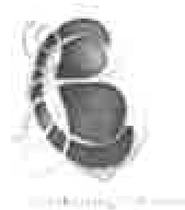 A low-resolution, black and white technical drawing showing a curved structure or cross-section.