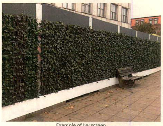 A photograph showing a long boundary wall covered in dense ivy with a wooden bench in front, captioned 'Example of ivy screen'.