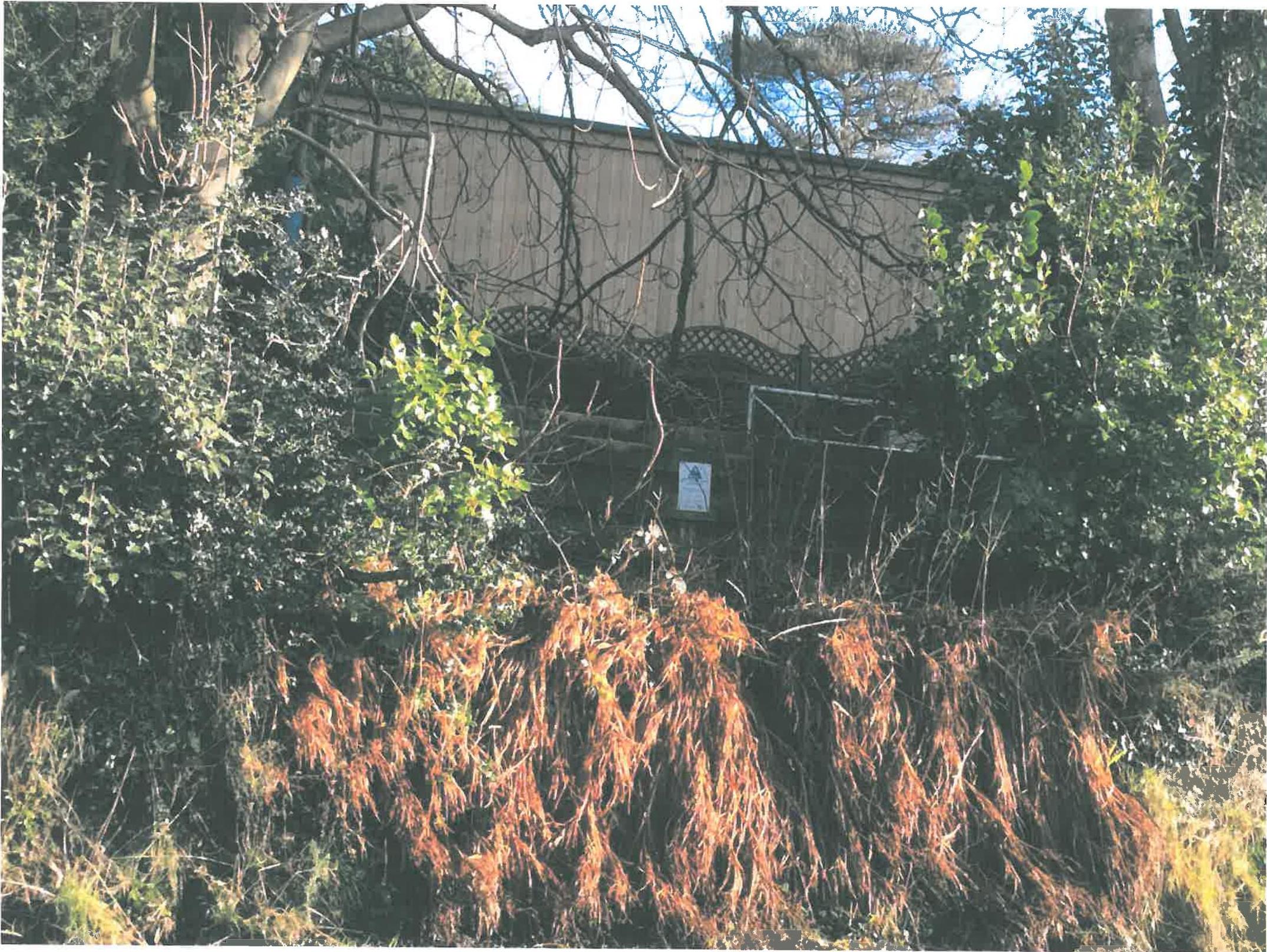 A photograph showing a wooden outbuilding or summerhouse partially obscured by dense vegetation and trees. The structure features light-colored cladding and a lattice detail, consistent with a garden building.