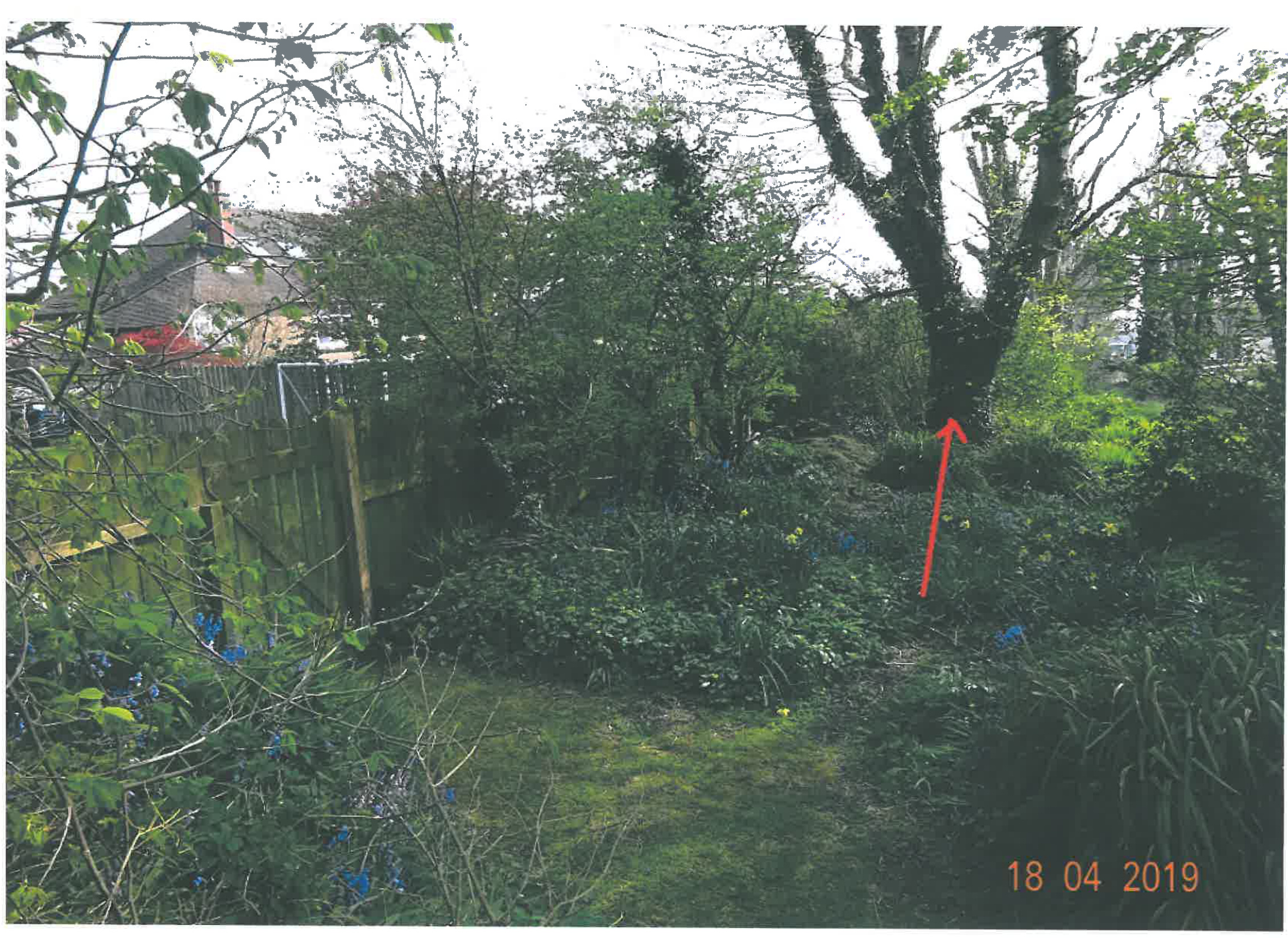A photograph of a rear garden area featuring a wooden fence, dense vegetation, and trees, with a red arrow indicating a specific point.