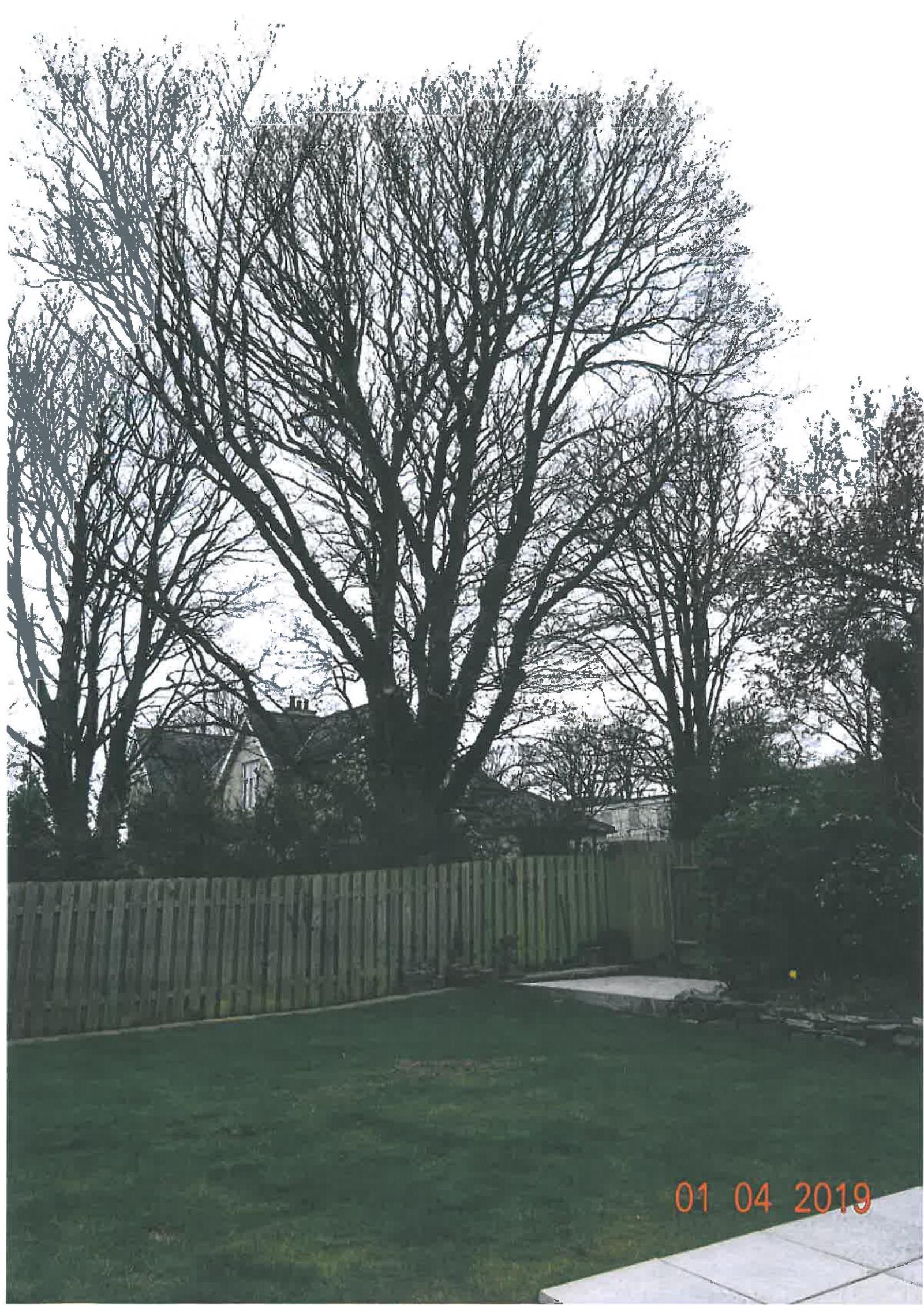 A photograph showing a residential rear garden with a wooden fence and large leafless trees, with a house partially visible in the background.