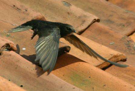 A close-up photograph of a swift bird landing on terracotta roof tiles.