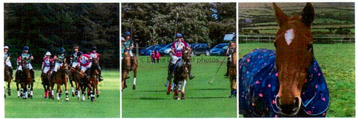 A triptych of photographs depicting equestrian activities on a grassy field, featuring riders on horseback and a close-up of a horse wearing a blanket.