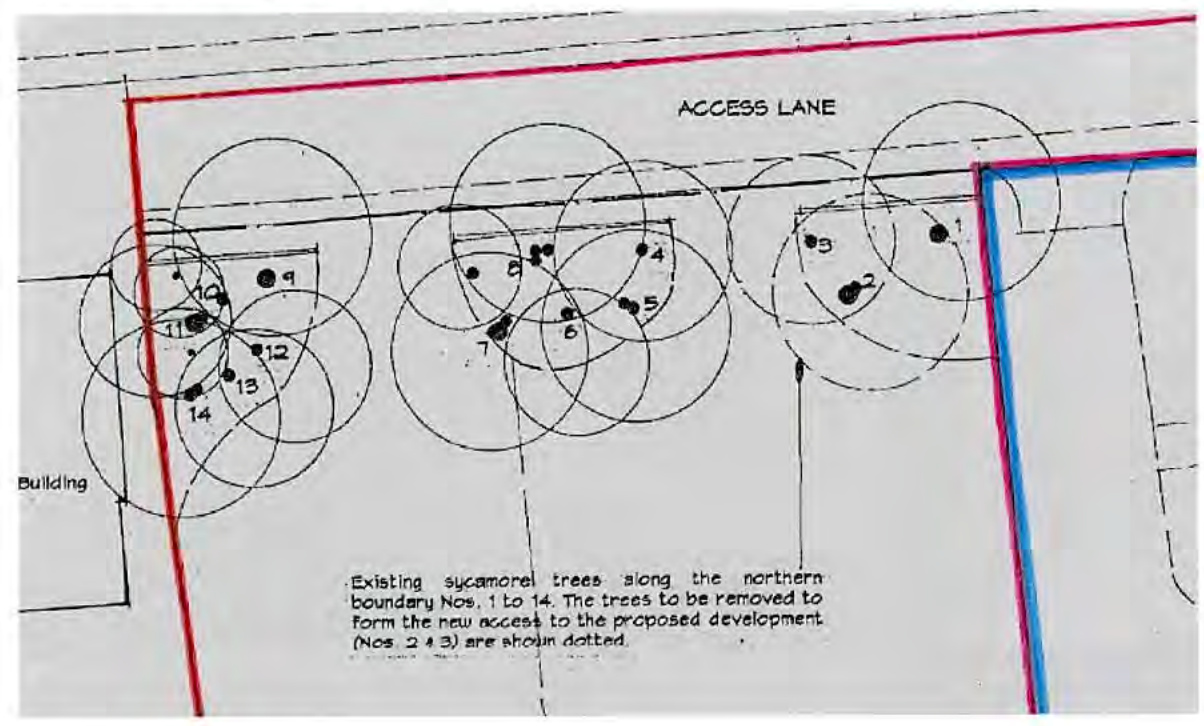 This image displays a detailed site plan section showing a tree survey along a northern boundary. It indicates existing sycamore trees and marks specific trees to be removed to facilitate a new access lane for the pro...