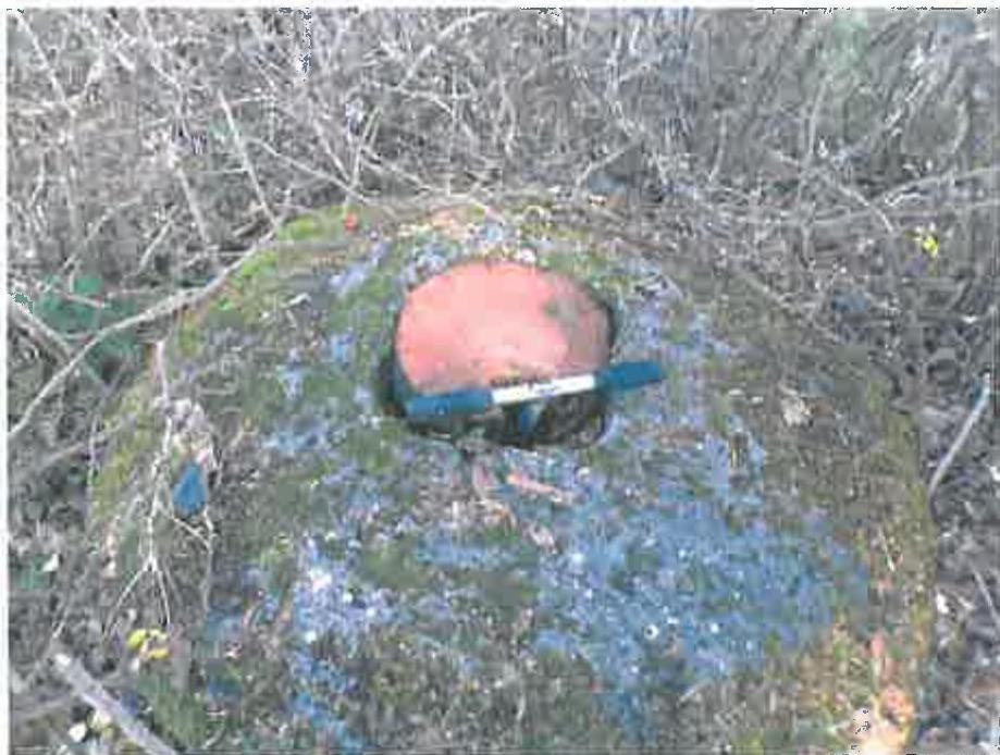 A close-up photograph of a mossy ground feature or mound with a red circular cap and a blue measuring tool or marker lying on top.