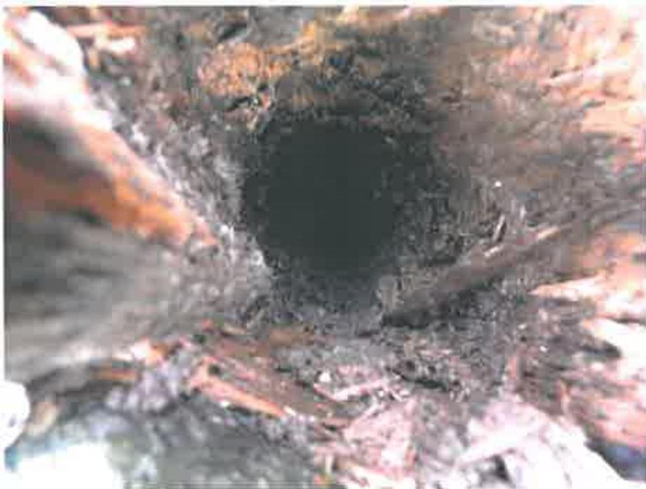 A close-up, low-resolution photograph showing a dark, circular hole or cavity within a rough, brownish textured surface resembling wood or bark.