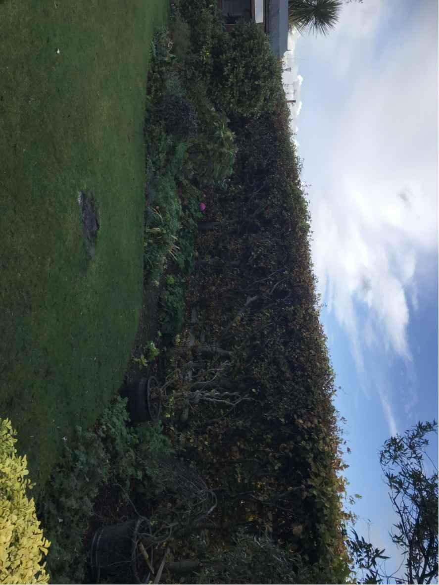 A rotated photograph showing a green lawn bordered by a dense hedge and garden plants, with a partial view of a building roofline against a cloudy sky.