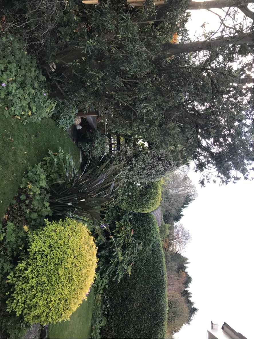 A rotated photograph of a garden featuring manicured bushes, a lawn, and trees, with a partial view of a building roofline.