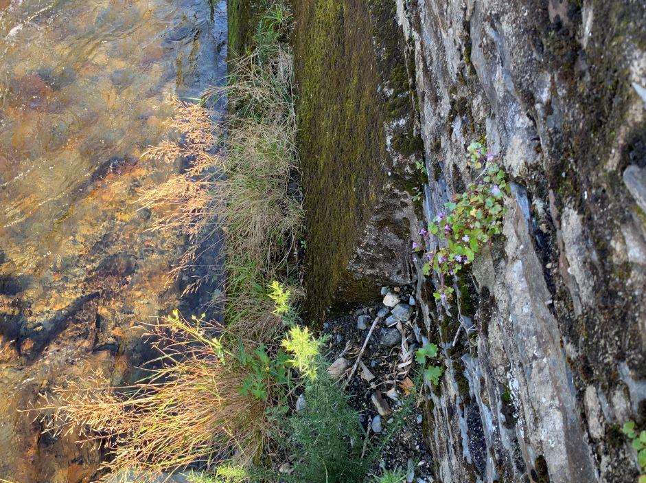A close-up photograph showing a weathered stone wall adjacent to a flowing stream with vegetation growing on the masonry and in the water.