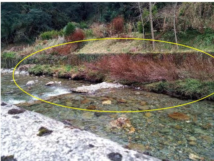 A photograph showing a stream or river with a grassy bank and vegetation, highlighted by a yellow oval.