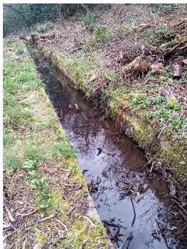 A photograph showing a narrow, straight water channel or ditch running through a grassy, mossy bank with fallen branches.