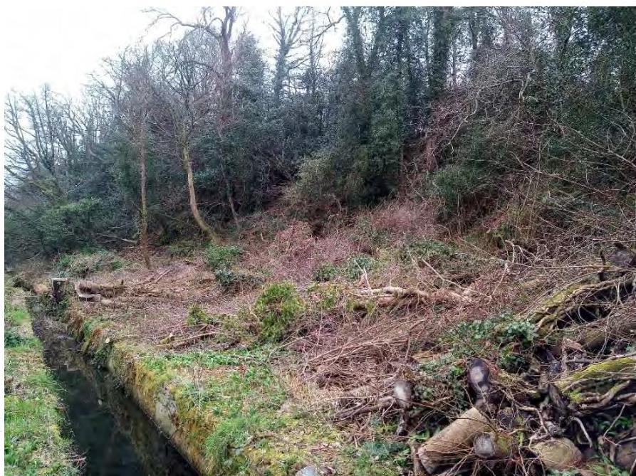 A photograph showing a wooded slope next to a concrete channel or stream, covered in cut branches and debris.