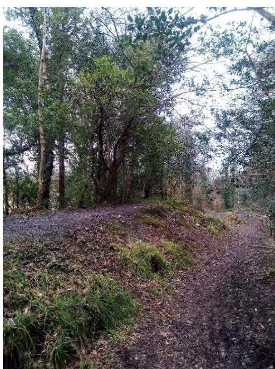 A photograph showing a rural wooded area with a dirt track or path running through the trees and vegetation.
