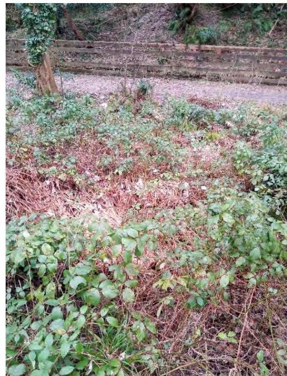 A photograph showing a patch of overgrown vegetation and brambles on a slope, with a wooden retaining wall or fence in the background.