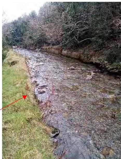 A photograph showing a stream flowing through a wooded area with a grassy bank on the left side, indicated by a red arrow.