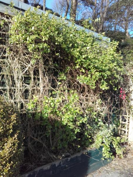 A photograph showing a wooden structure or fence heavily overgrown with ivy and green vegetation in an outdoor setting.