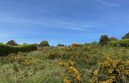 A photograph of a grassy field featuring yellow gorse bushes and hedges under a blue sky, likely depicting the proposed development site.