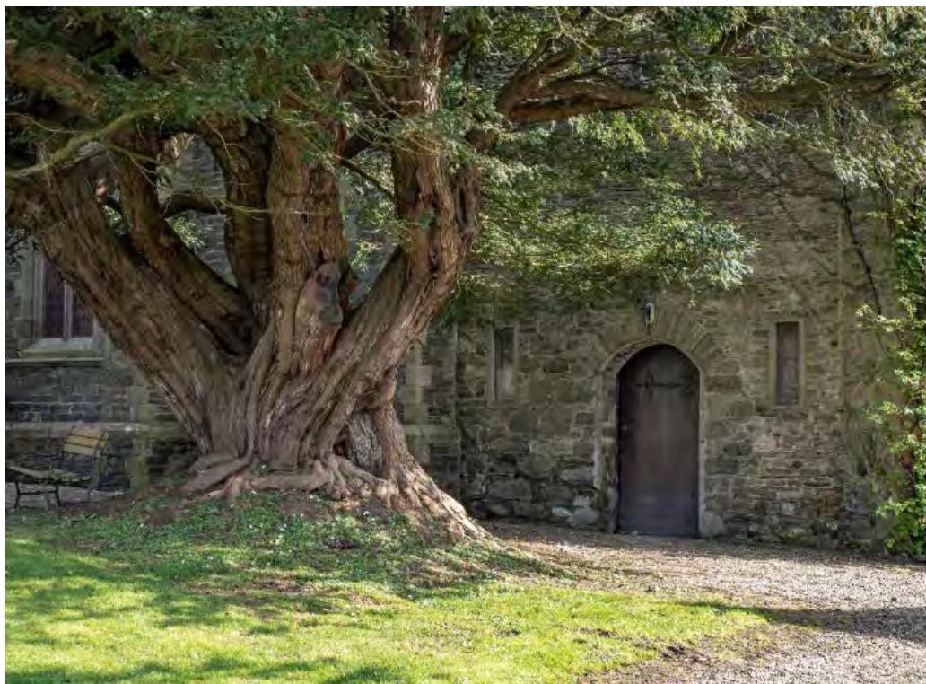 A photograph showing the exterior of a historic stone building, likely the Chapel of St. Nicholas, featuring a massive ancient tree in the foreground and a gravel path leading to an arched wooden door.