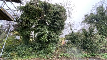 A photograph showing a dense area of green trees and bushes with scaffolding visible on the left side, likely depicting the site surroundings.