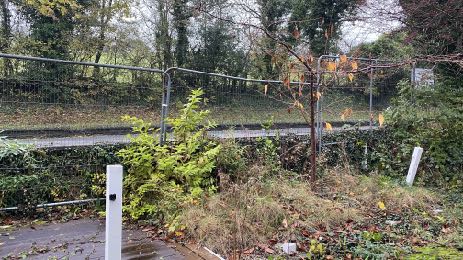 A photograph showing a chain-link fence running along a paved path, with overgrown vegetation and trees in the background and foreground.